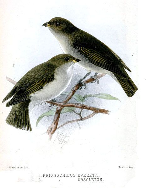 File:Prionochilus Keulemans.jpg