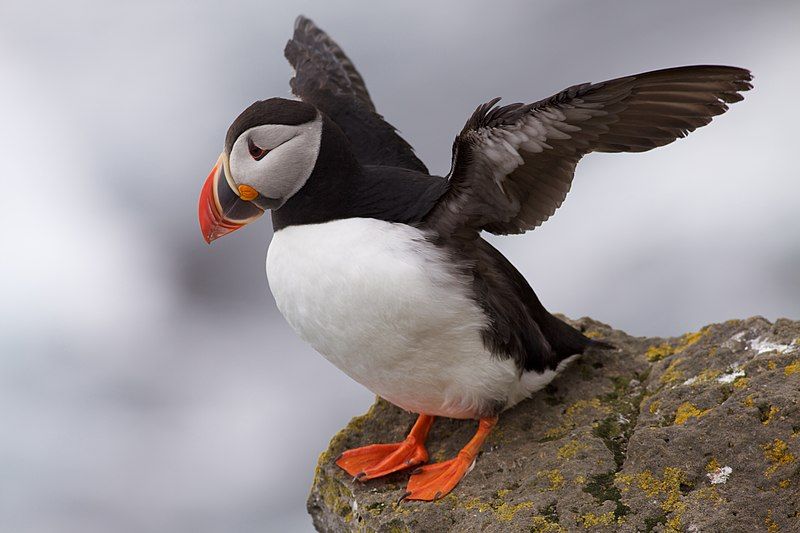 File:Puffin Latrabjarg Iceland.jpg