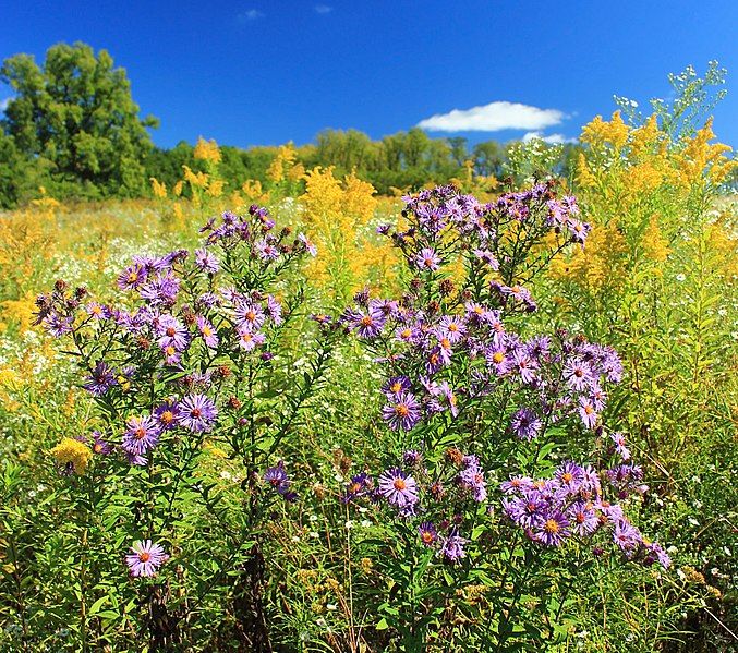 File:Purple Asters (20985764433).jpg