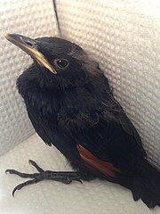 A red-winged starling chick that is almost old enough to leave the nest.