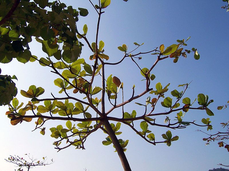 File:Repulse Bay tree.jpg