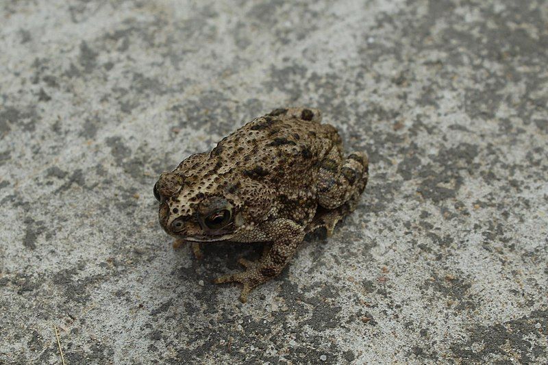 File:Rhinella beebei.jpg