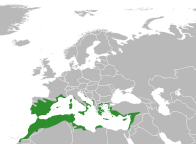 File:Ruta chalepensis distribution.svg