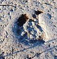 A sauropod manus print showing a claw and digit impressions details, at the Aire Range site.