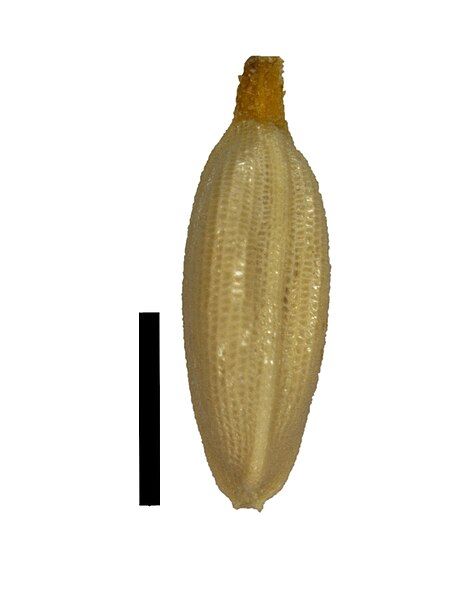 File:Sexilis-nutlet.jpg