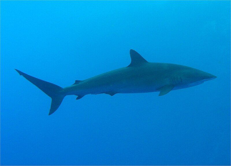 File:Silky Shark.jpg