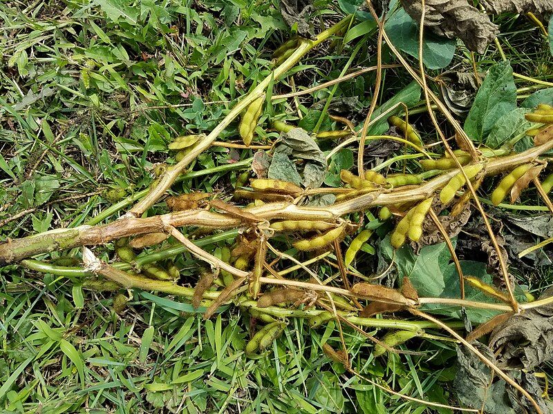 File:Soybean stem canker.jpg