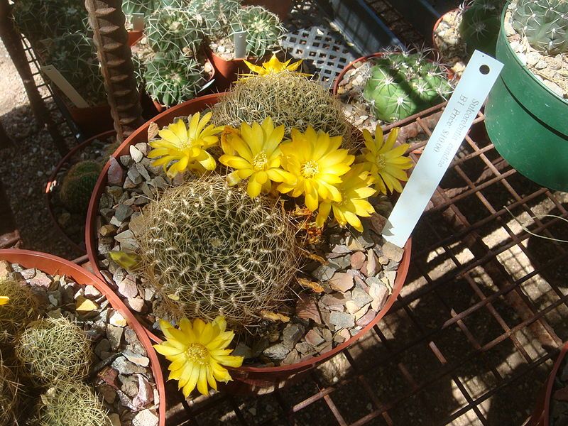 File:Sulcorebutia-candiae-20080330.JPG