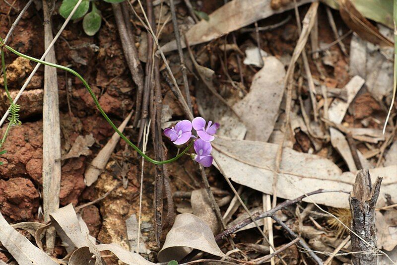 File:Swainsona brachycarpa.jpg