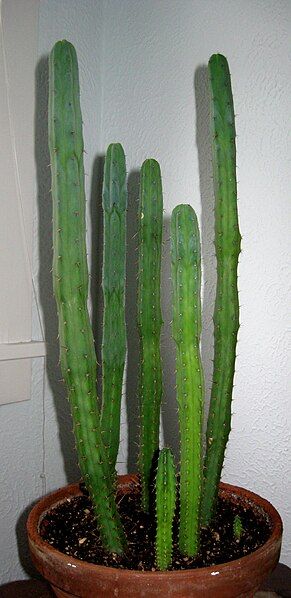 File:T.Bridgesii.jpg