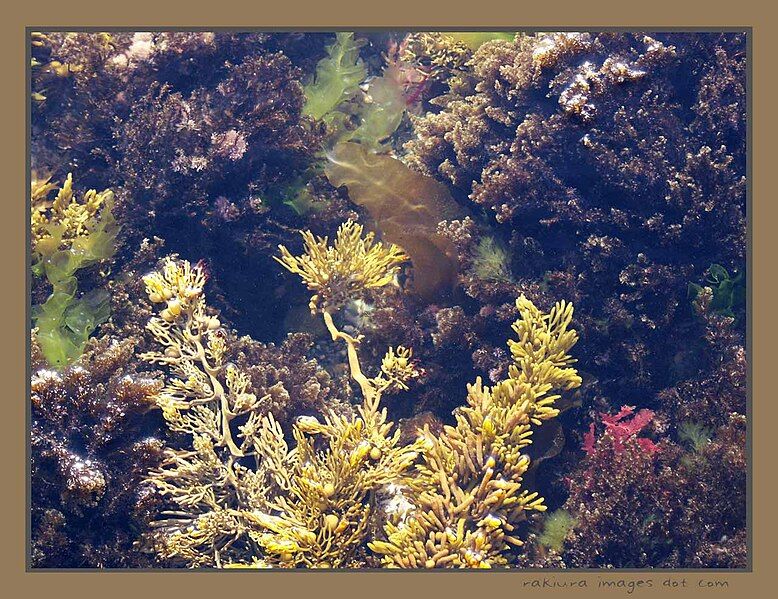 File:TeRaekaihauRockPool16.jpg