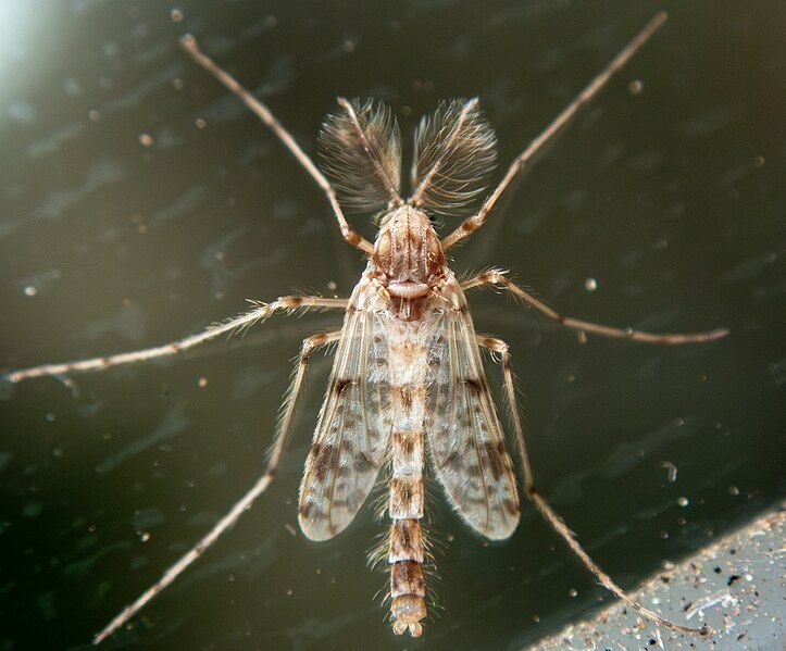 File:Thienemannimyia barberi 183010972.jpg