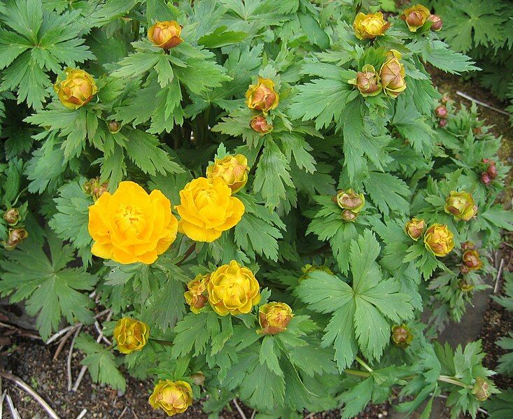 File:Trollius asiaticus Asíugullhnappur.jpg