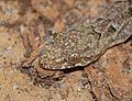 Close-up of a tropical house gecko