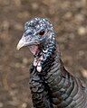 Wild Turkey hen