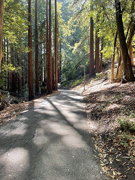 File:UCSC Tree path.jpg