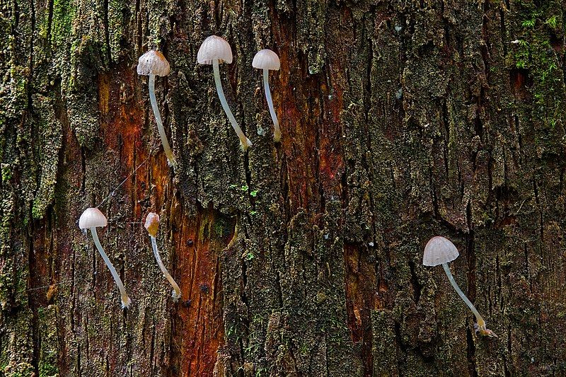 File:Unidentified Fungi 5987.jpg