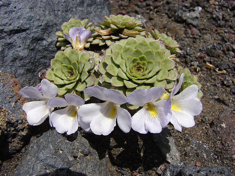 File:Viola cotyledon.jpg