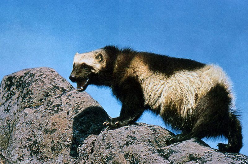 File:Wolverine on rock.jpg