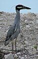 Yellow-crowned Night Heron