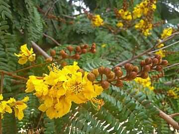 Flowers and buds