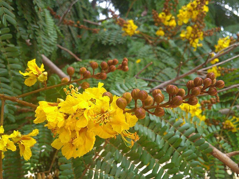 File:Yellow flame flowers.jpg