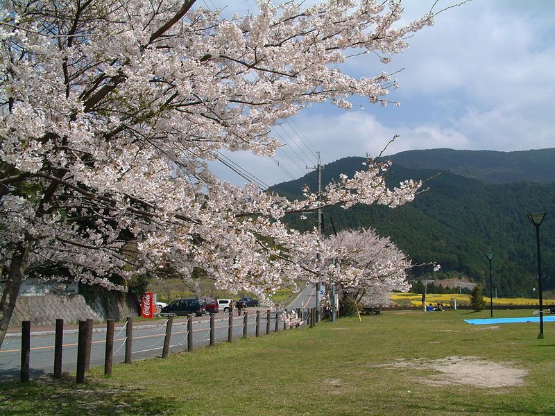 File:樹芸の森の桜.JPG