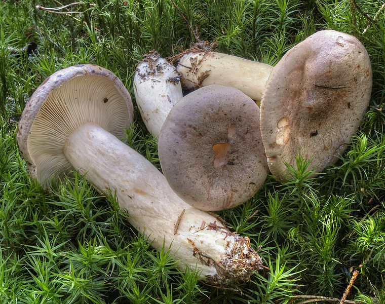 File:2006-09-09 Lactarius trivialis.jpg