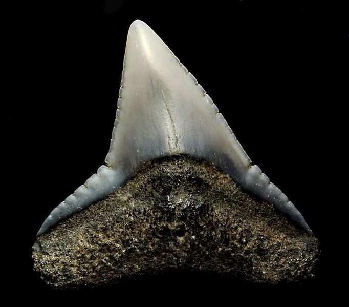 File:20180328sharkTooth16stack (40183925745).jpg