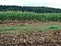 A European hare hops from a potato field to a nearby maize field