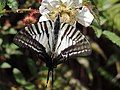 Sixbar swordtail Graphium eurous