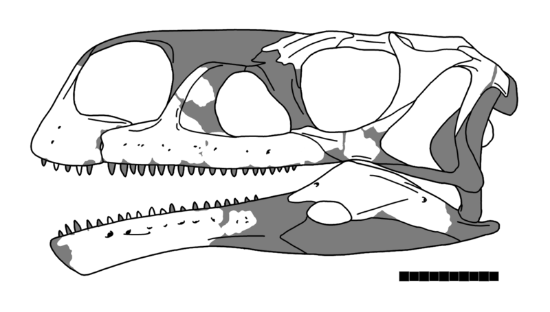 File:Aardonyx skull.png