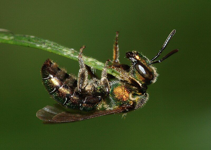 File:Agapostemon virescens.jpg