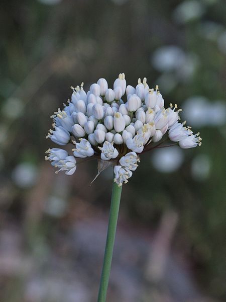 File:Allium carmeli 2.jpg