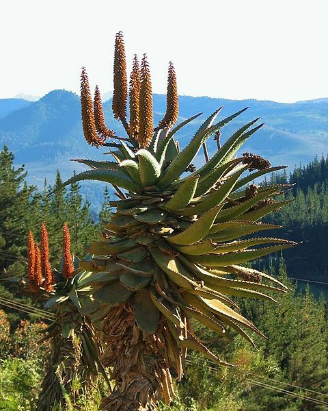 File:Aloe ferox00.jpg