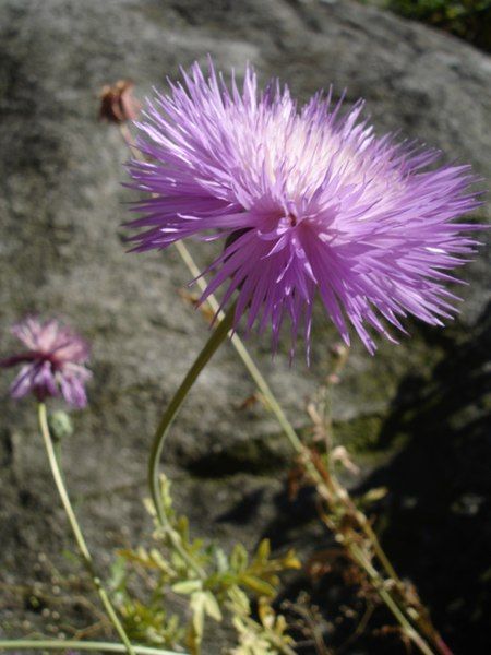 File:Amberboa moschata1UME.jpg