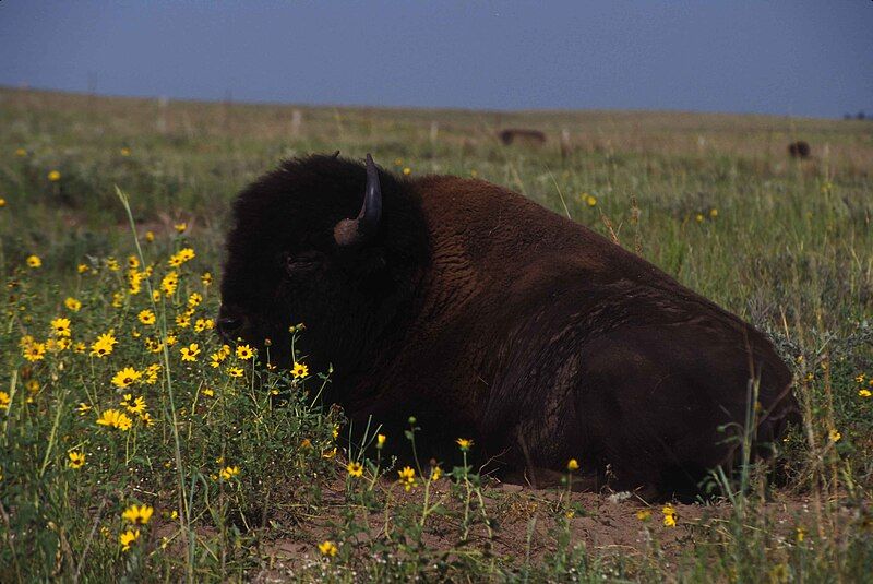 File:American bison.jpg