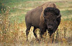 American bison (Bison bison)