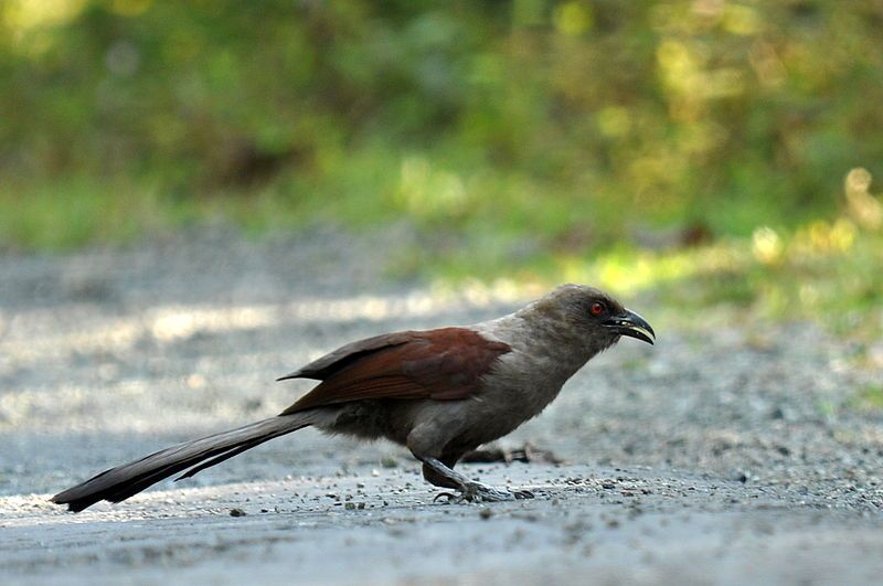 File:Andaman Coucal 2.JPG