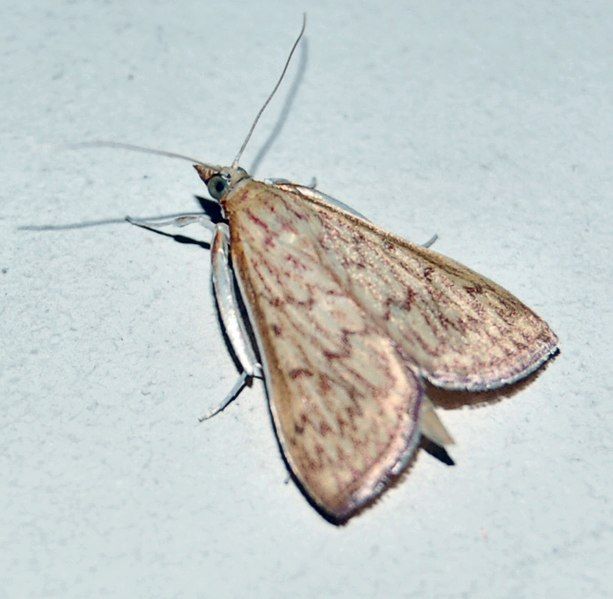 File:Antigastra catalunalis.jpg