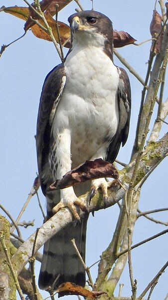 File:Aquila africana.jpg