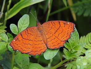 Dorsal view