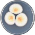 Aspergillus affinis growing on CYA plate