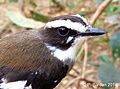 Buff-sided robin: detail of the head, eastern Northern Territory