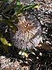 Banksia baueri, Australian National Botanic Gardens