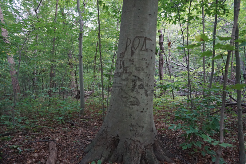 File:Beech Tree.png