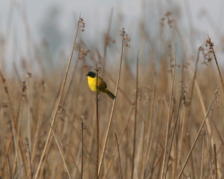 File:Black-polled Yellowthroat.jpg