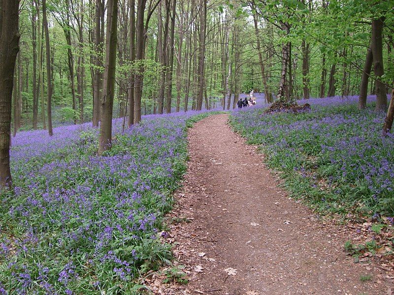 File:BluebellsWoodDoverenGermany2008.jpg