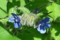 Green alkanet 2 at Bracken Hall.