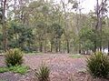 Wallabies and Enoggera Reservoir